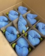 Jellycats - Image 5